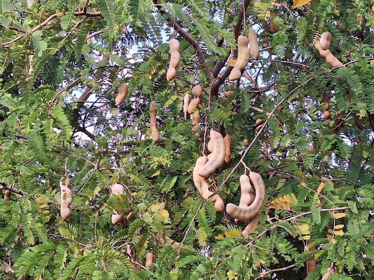 title - ผู้ตรวจราชการ ส.ป.ก. ประชุมตรวจราชการและติดตามความก้าวหน้าผลการดำเนินงานตามแผนการตรวจราชการของผู้ตรวจราชการสำนักงานการปฏิรูปที่ดินเพื่อเกษตรกรรม ประจำปีงบประมาณ พ.ศ. 2569 รอบที่ 1 เขตตรวจราชการที่ 12 จังหวัดกาฬสินธุ์